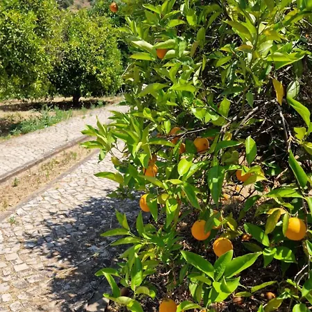 Mosquito 샬레 실베스