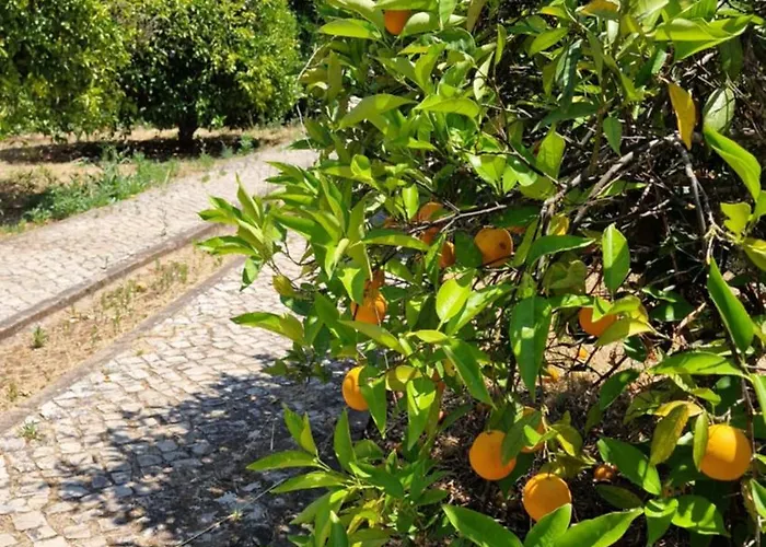 Mosquito Chalet Silves